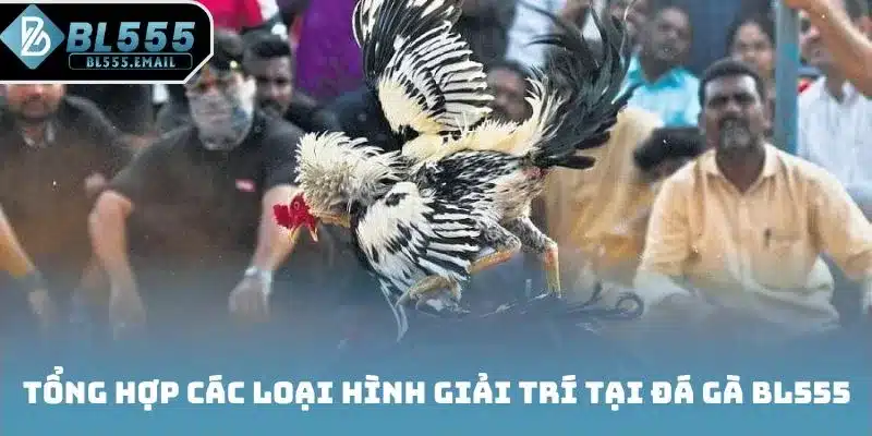 Tổng hợp các loại hình giải trí tại đá gà BL555