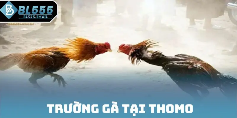 Trường gà thomo