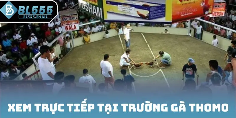 Toàn cảnh trường gà tại Thomo